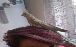 Cockatiels birds for sale: Hand reared baby cockatiels  - Image 4