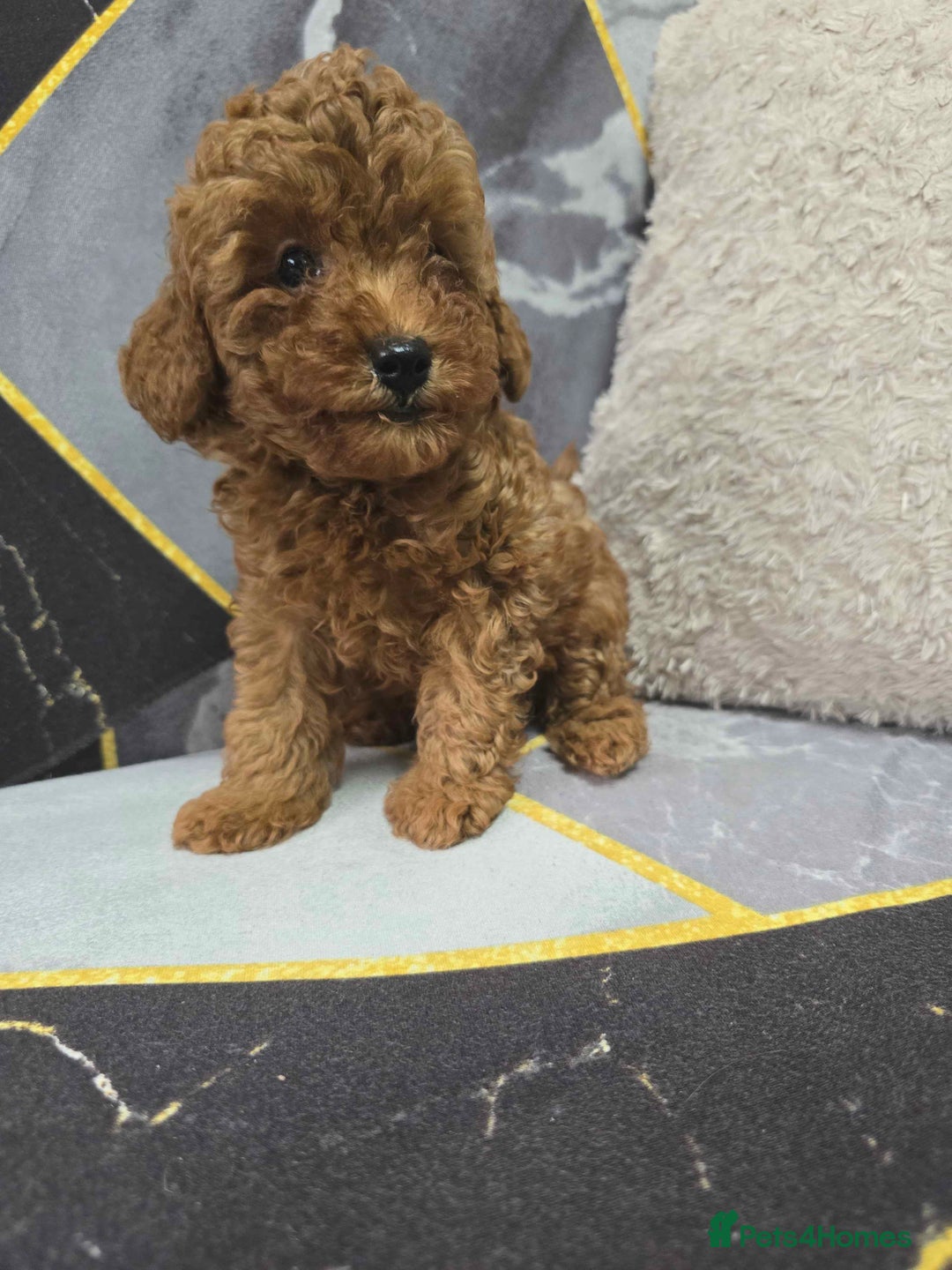 Toy Poodle dogs for sale: 3 Stuninngly cute red toy poodle puppies - Advert 13