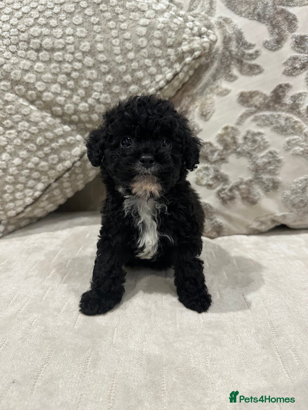 Toy Poodle dogs for sale: Kc Tiny toy poodles DNA 🧬 clear  - Advert 2