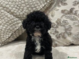 Toy Poodle dogs Kc toy poodles sable/brindle colours - Advert 10