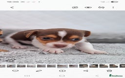 Jack Russell dogs for sale: Jack Russel puppy's  - Image 11
