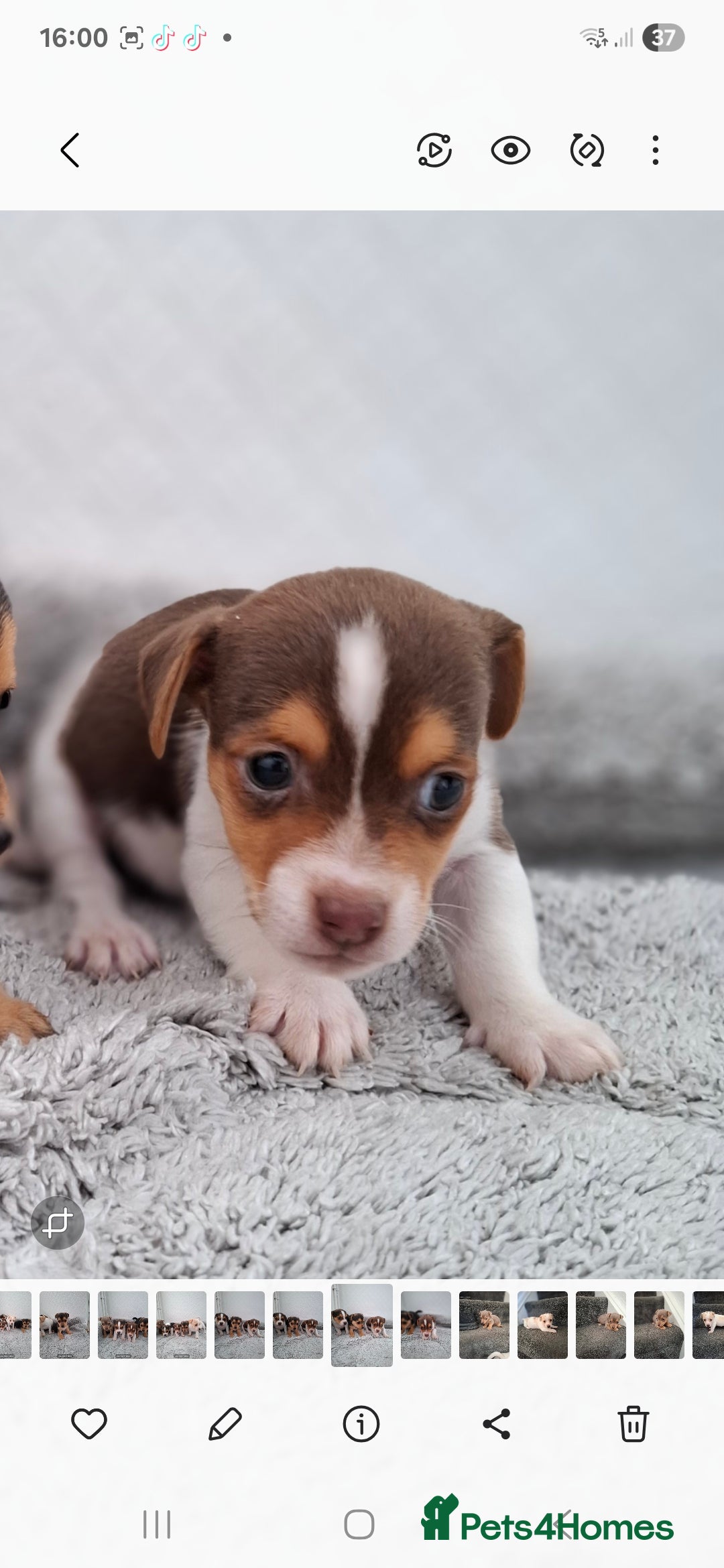 Jack Russell dogs for sale: Jack Russel puppy's  - Image 11
