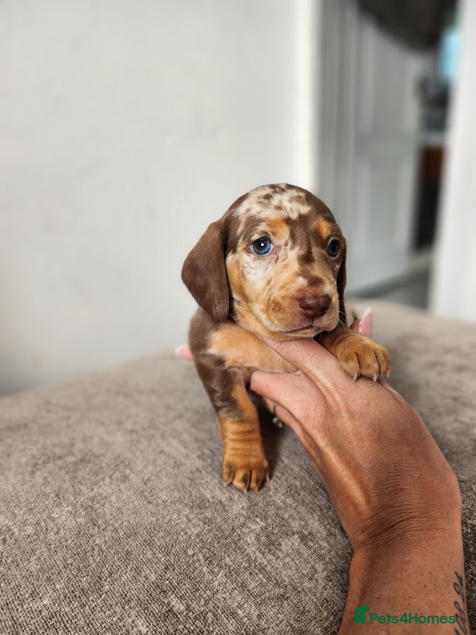 Miniature Dachshund dogs Beautiful miniature Daschunds for sale  - Advert 2