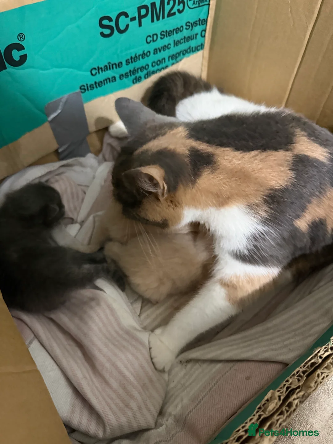 British Shorthair cats for sale: British shorthair kittens  in Halstead - Advert 2