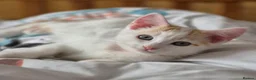 Ragdoll cats for sale: 2 cats looking for a forever home - Advert 3