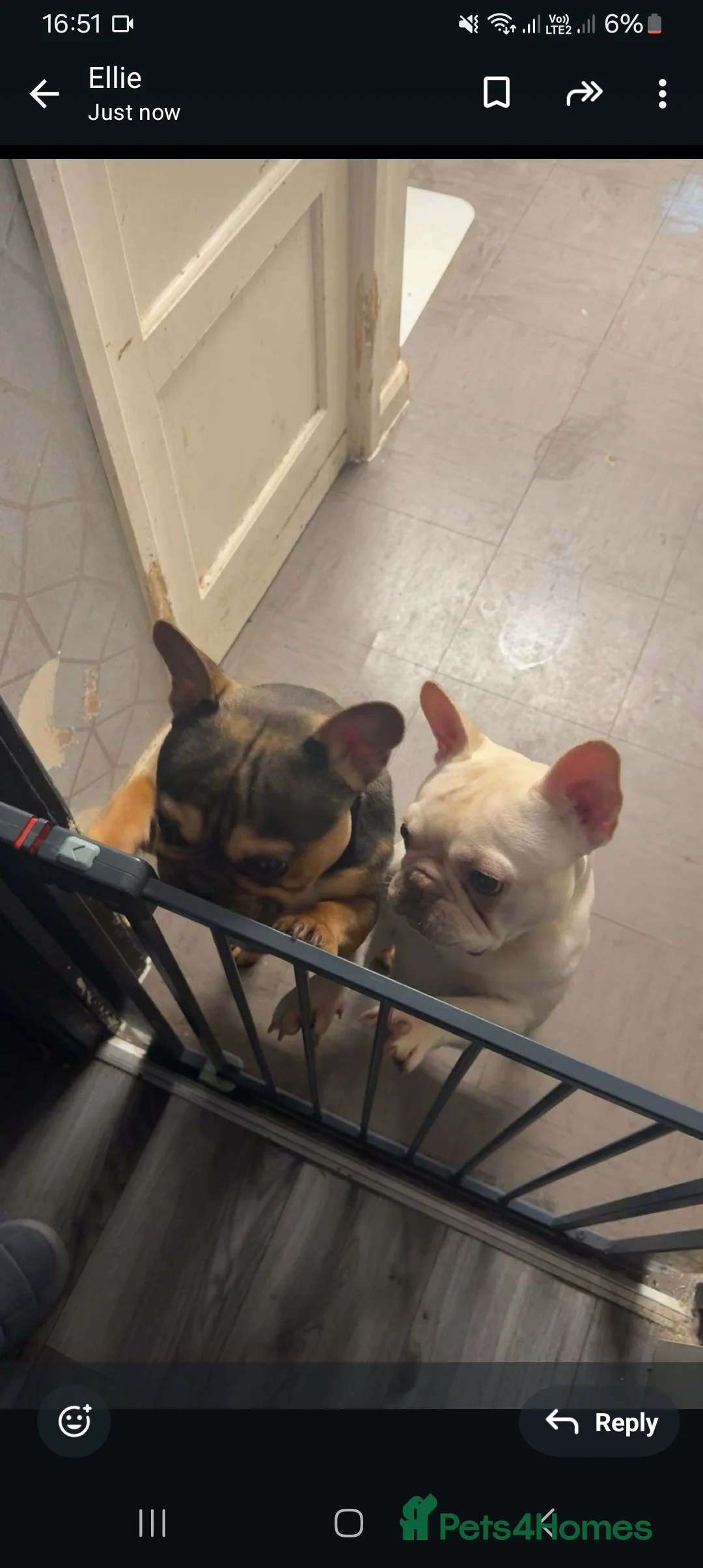 French Bulldog dogs for sale: Male and female french-bulldog  - Advert 2