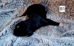 Cocker Spaniel dogs for sale: Stunning Working Cocker Spaniel Pups F1B  - Image 12