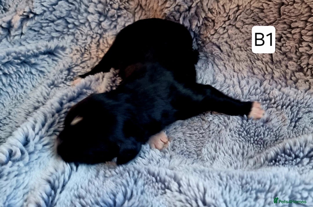 Cocker Spaniel dogs for sale: Stunning Working Cocker Spaniel Pups F1B  - Image 12