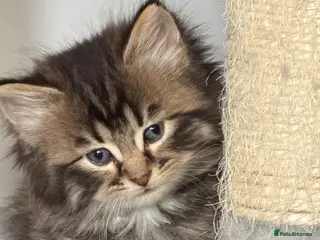 LaPerm cats 😍LaPerm puffs ready to Reserve😍 - Advert 6