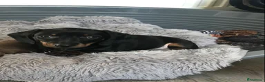 Dachshund Puppy 1