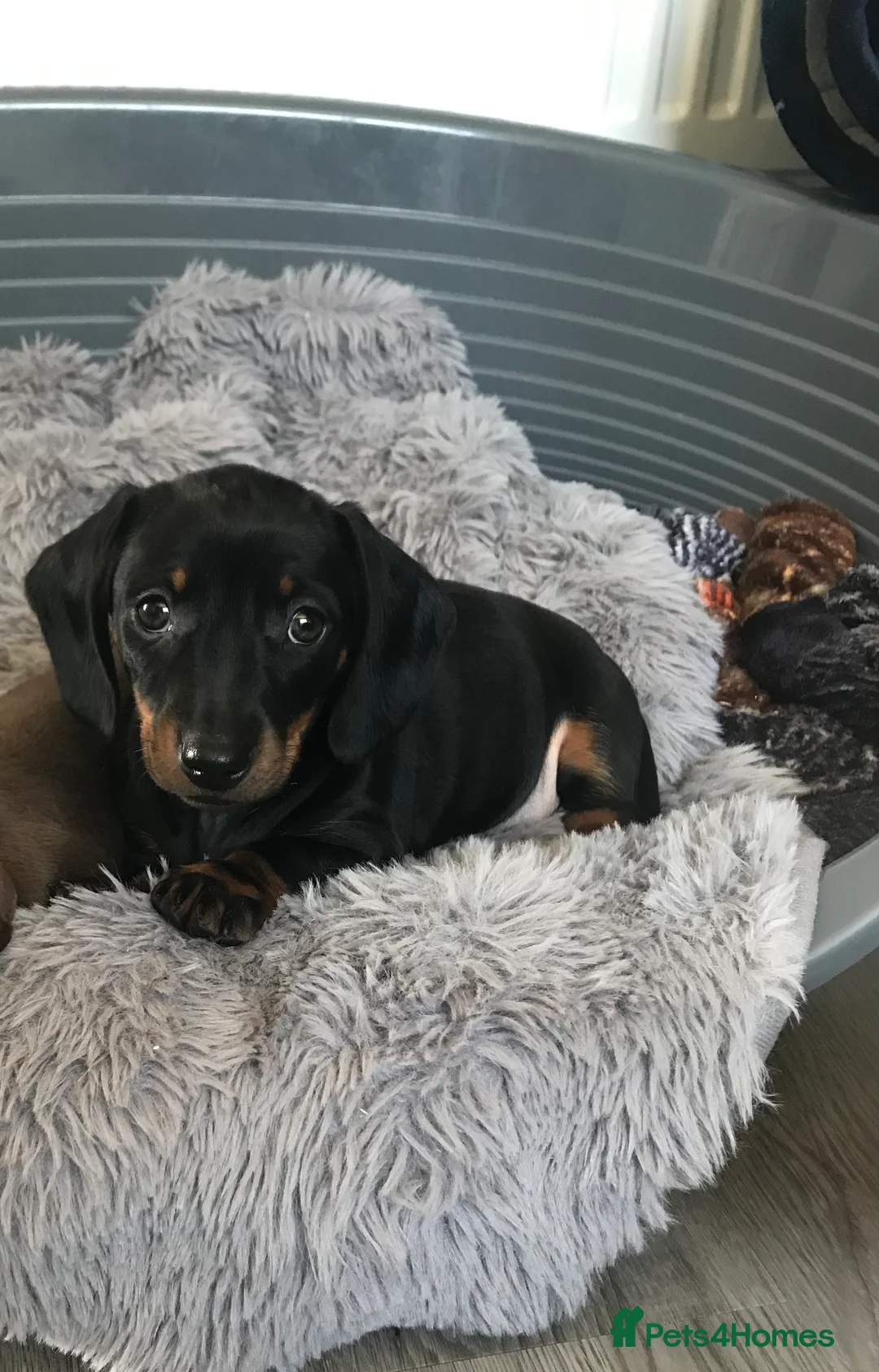 Dachshund dogs for sale: KC MINTURE DACHSHUND BOY  - Advert 2