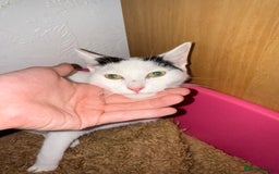 Japanese Bobtail cats for sale: Oreo for sale  - Image 2