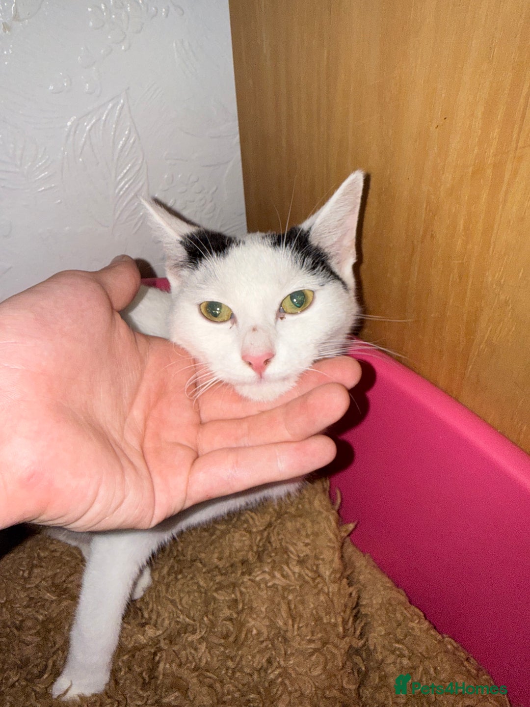 Japanese Bobtail cats for sale: Oreo for sale  - Image 2