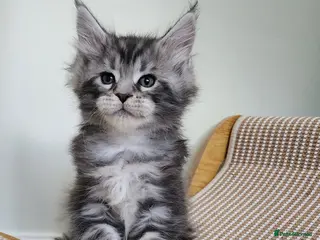 Maine Coon cats 💫💫Beautiful Maine Coon Kittens💫💫 - Advert 14