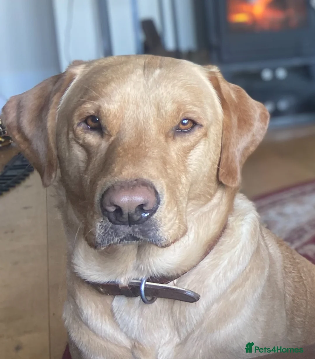 Labrador Retriever dogs for sale: Labrador Puppys ready for homes now - Advert 2