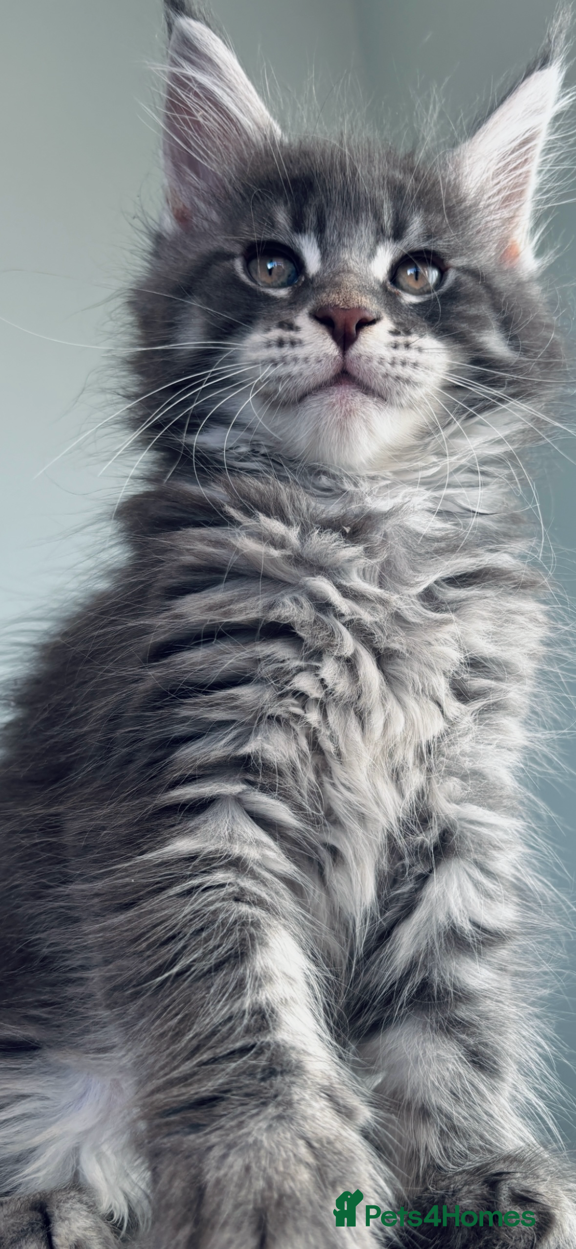 Maine Coon cats Stunning main coon kittens 🦁 - Advert 15