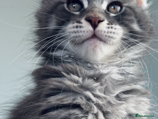 Maine Coon cats Stunning main coon kittens 🦁 - Advert 15