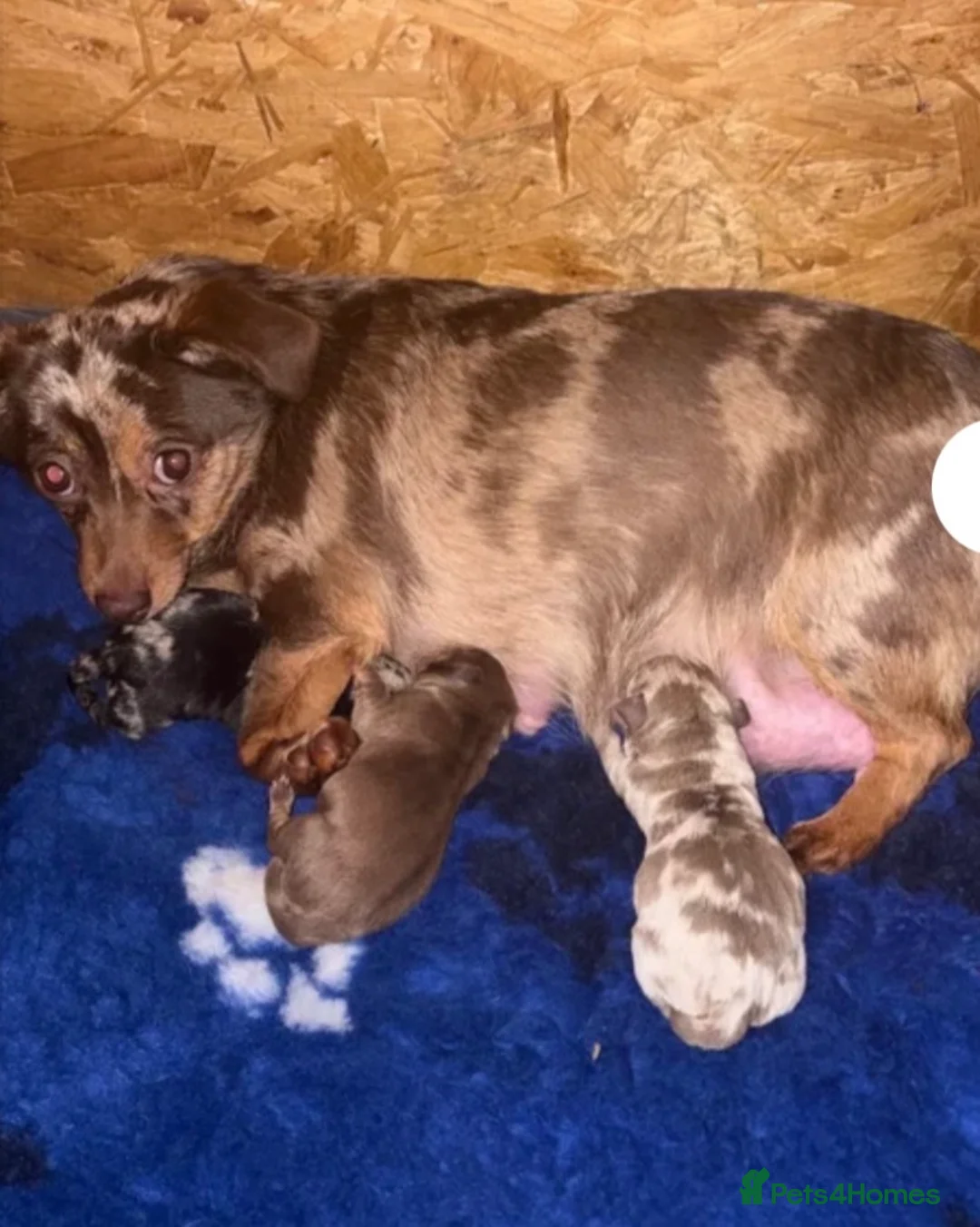 Mixed Breed dogs for sale: Miniature Dachshund/Jack Russell  - Advert 17