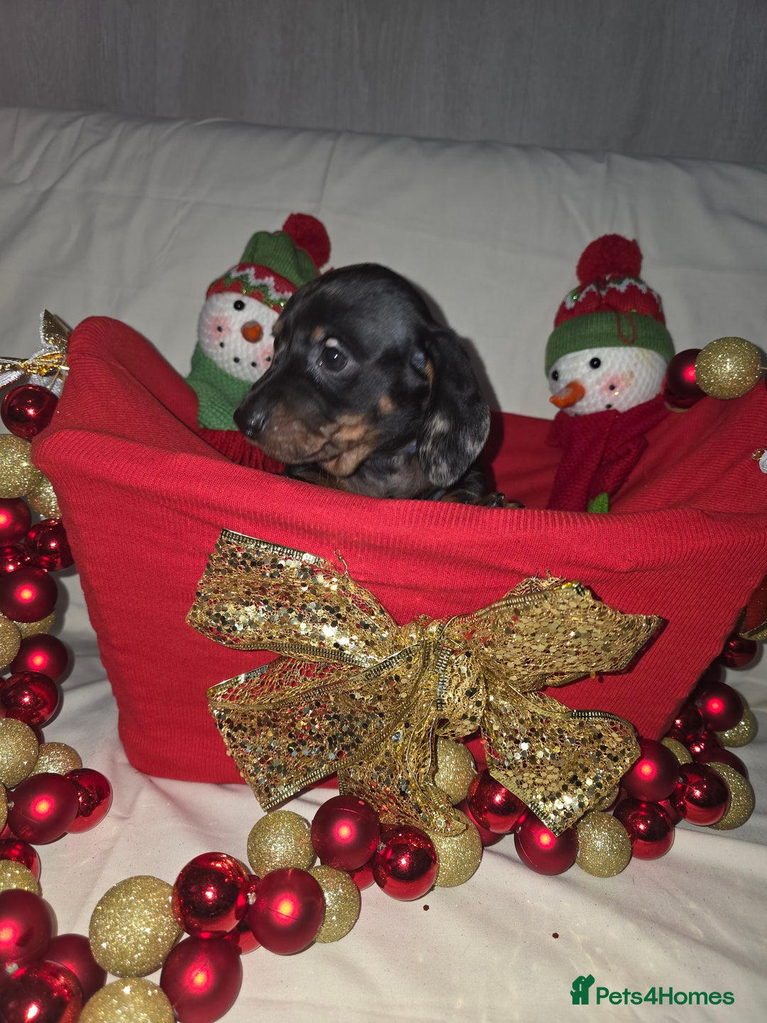 Miniature Dachshund dogs for sale: Miniature dachshund  - Advert 23