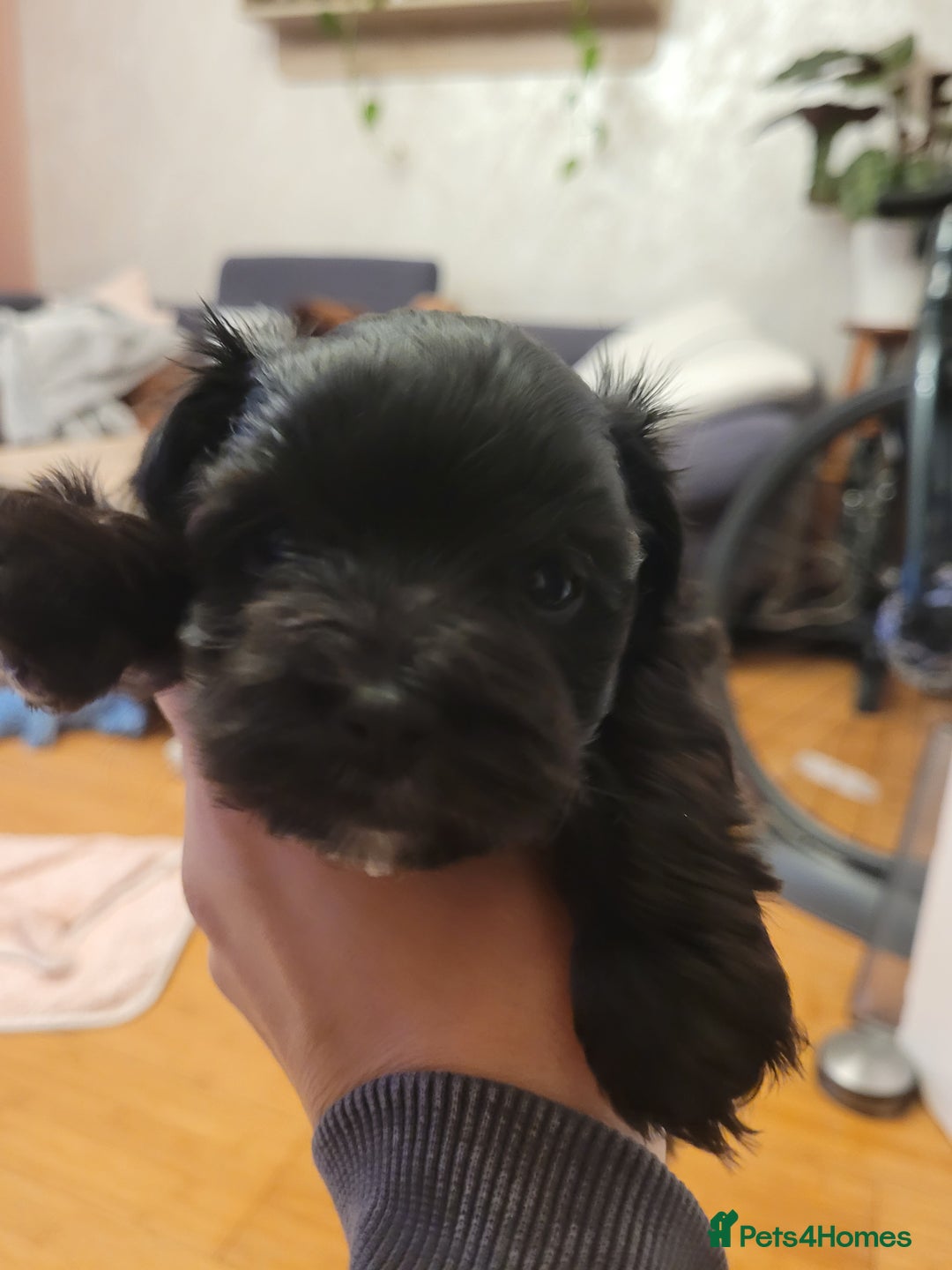 Morkie dogs for sale: Morkie little boy  - Advert 1