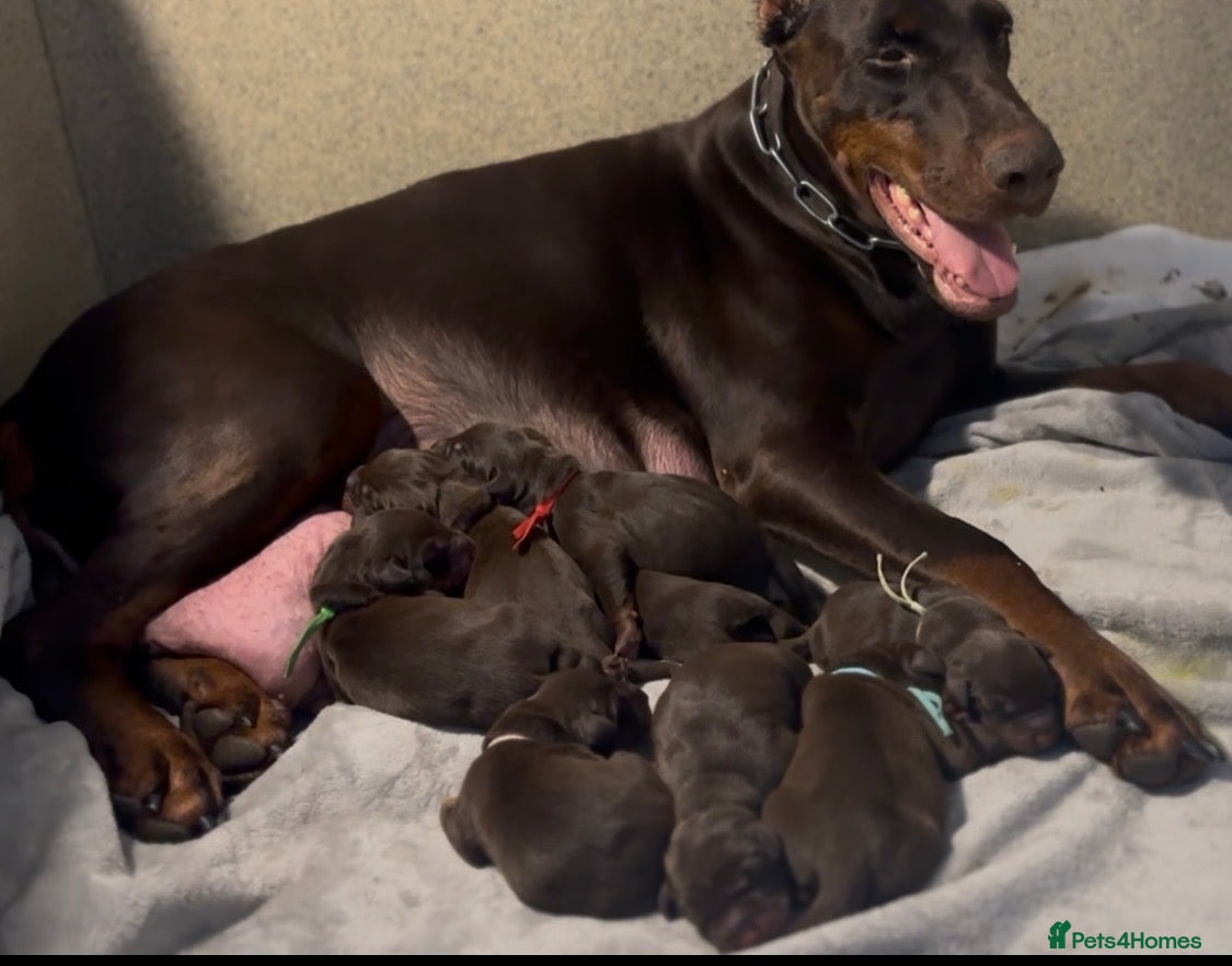 Dobermann dogs Large full European Doberman jab puppies - Advert 2