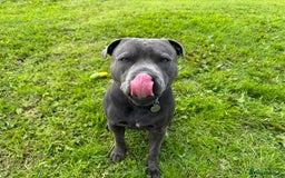 Staffordshire Bull Terrier dogs for stud: KC Reg Staffy Adorable Stud - Image 6