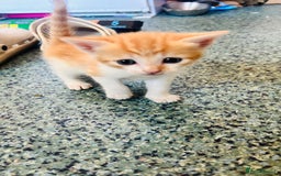 British Shorthair cats for sale: 📢 Kittens & Mum Looking for Loving Homes! - Image 4