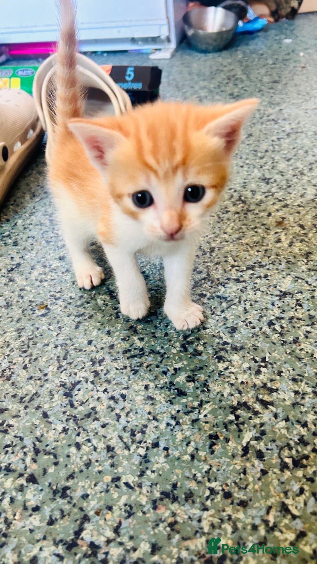 British Shorthair cats for sale: 📢 Kittens & Mum Looking for Loving Homes! - Image 4