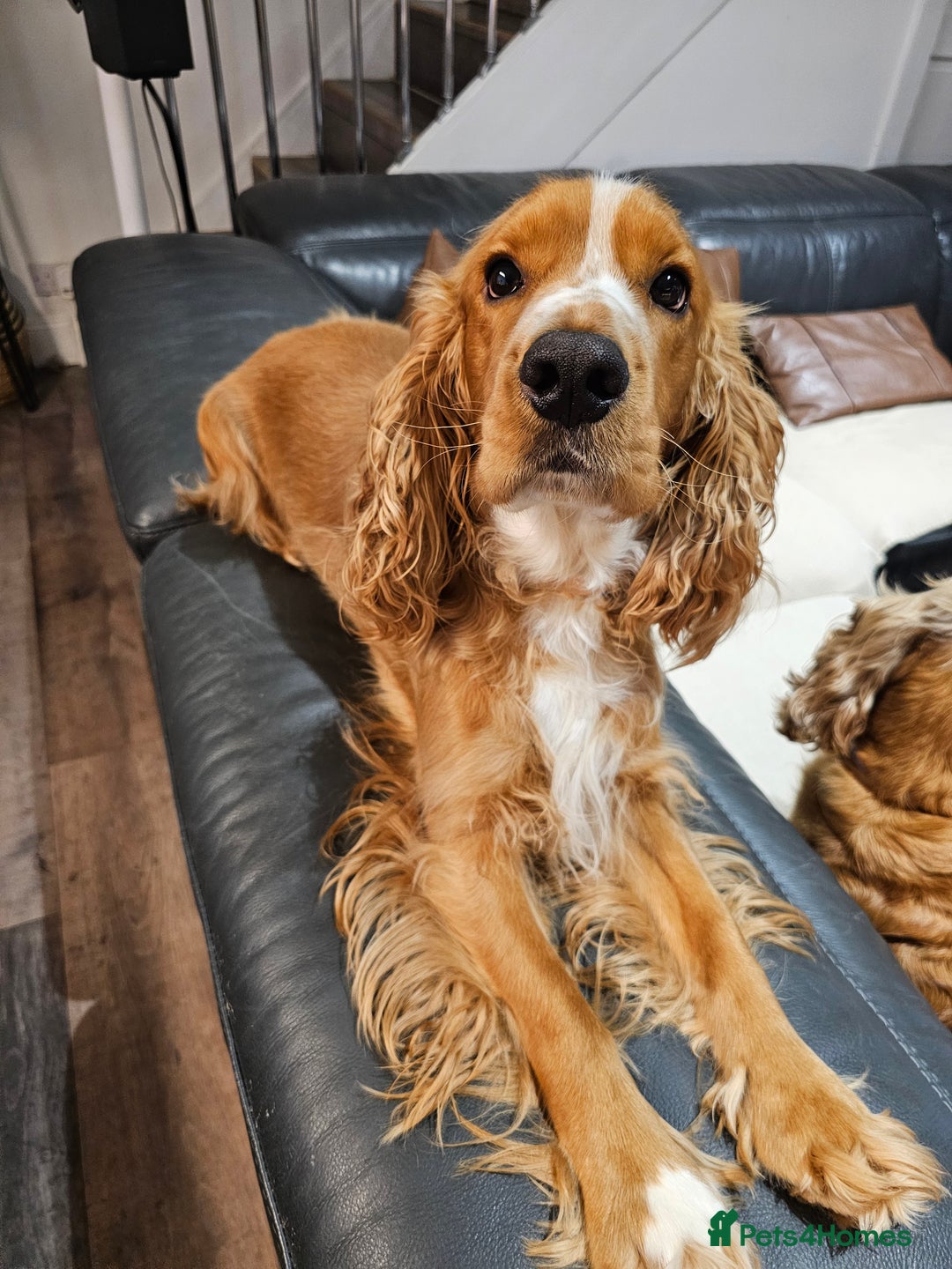 Cocker Spaniel dogs for stud: Golden Spaniel for stud - Image 9