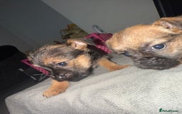 Border Terrier dogs for sale: Border terrier puppies  - Advert 5