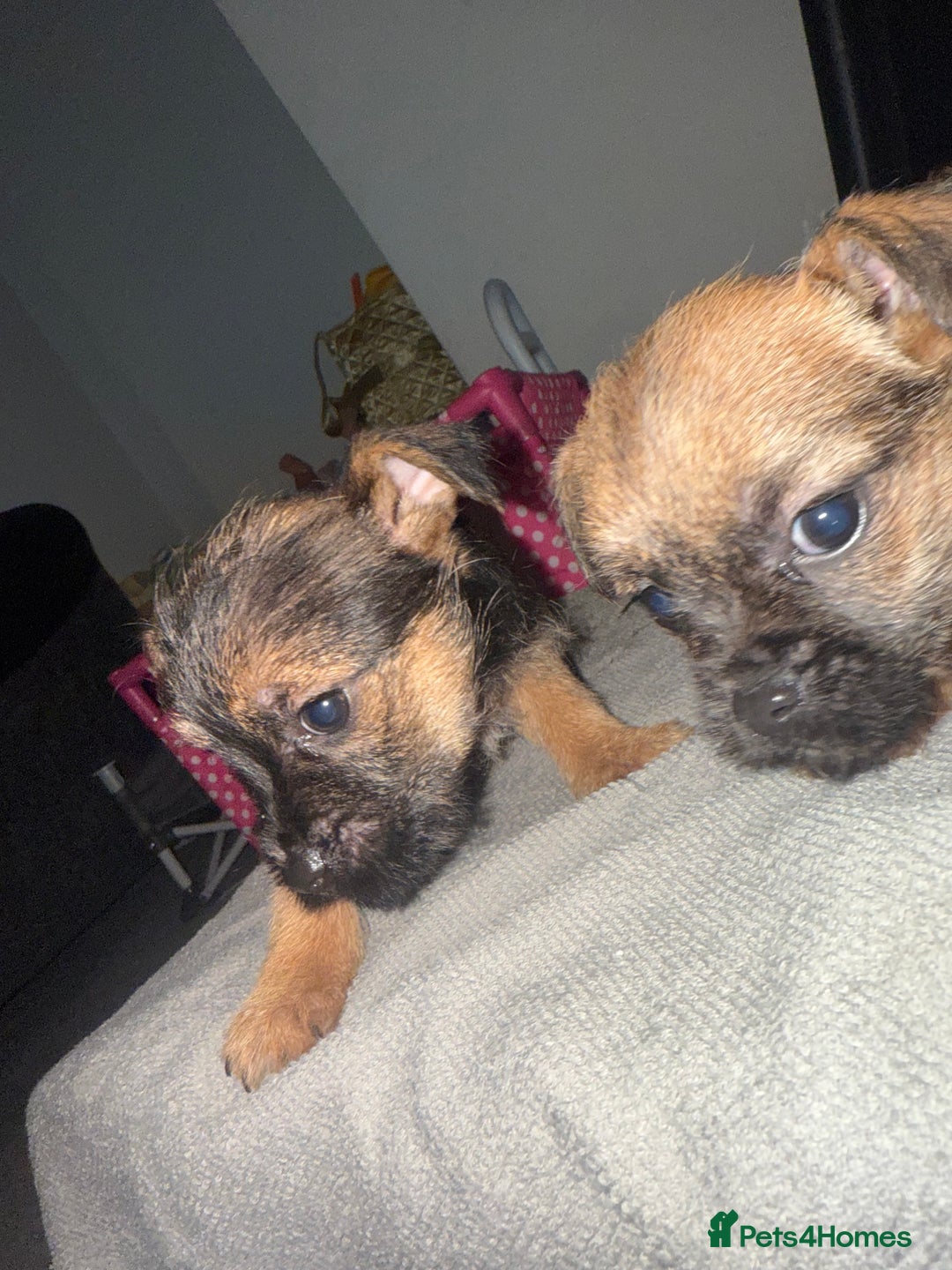 Border Terrier dogs for sale: Border terrier puppies  - Advert 5