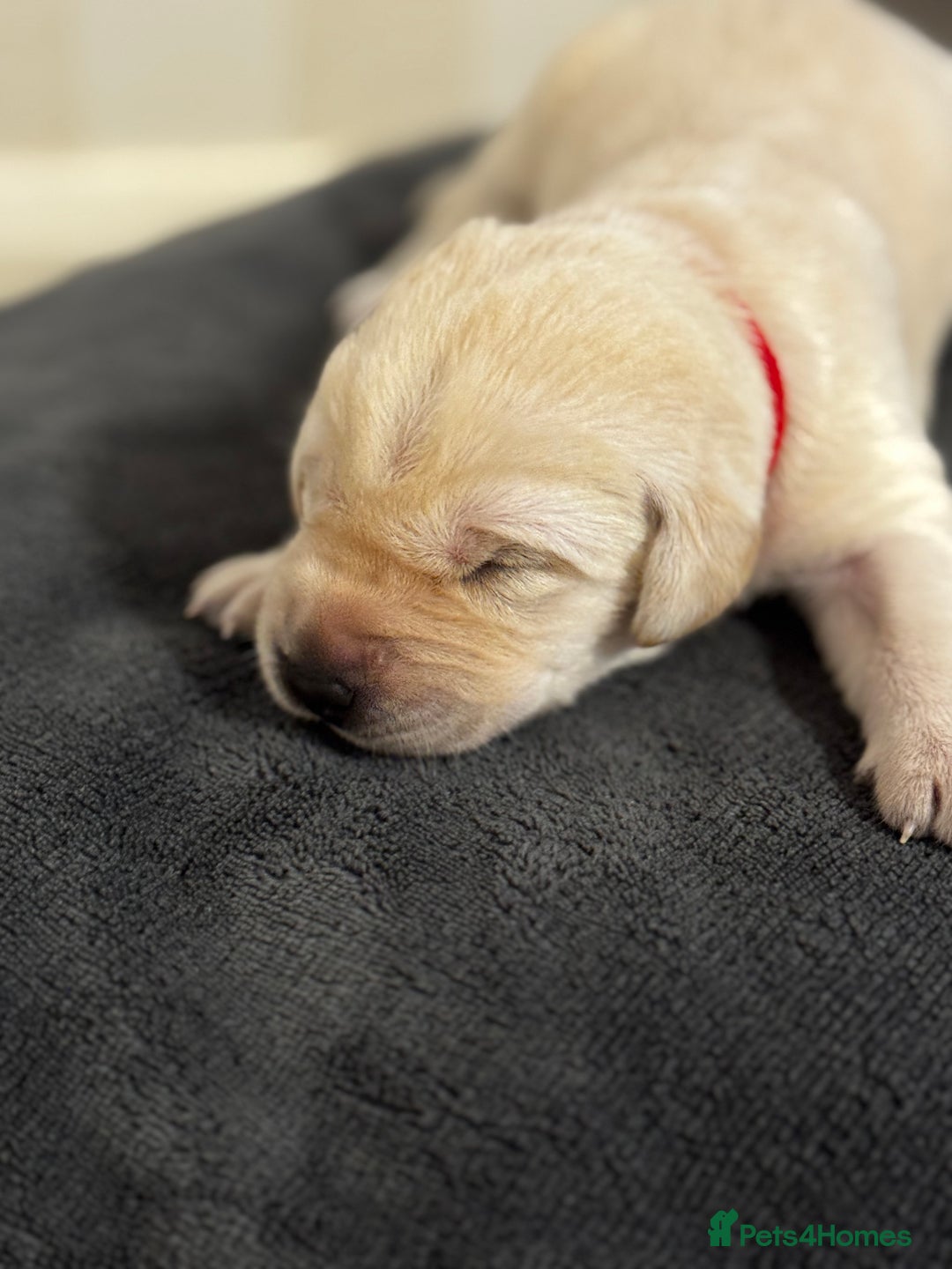 Labrador Retriever dogs for sale: Stunning, White/Yellow KC Registered Labrador Pups - Image 9