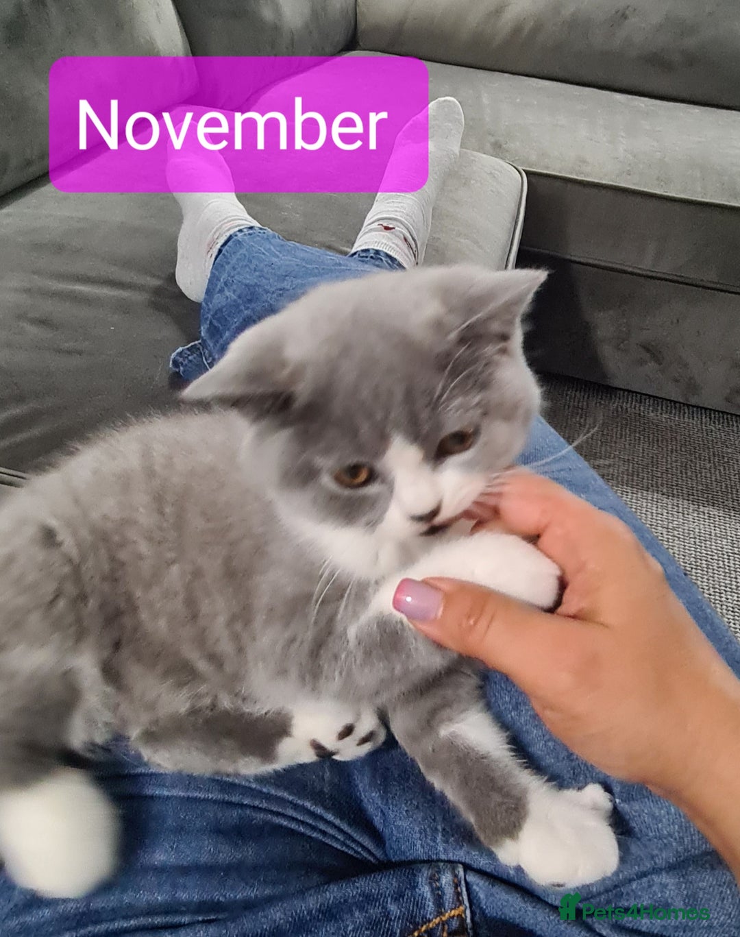 British Shorthair cats for sale: 4 PEDIGREE kittens READY TO GO! 2 LEFT - Image 37
