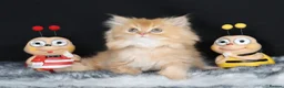 British Longhair cats for sale: Register Golden British Longhair/Shorthaired  - Advert 3