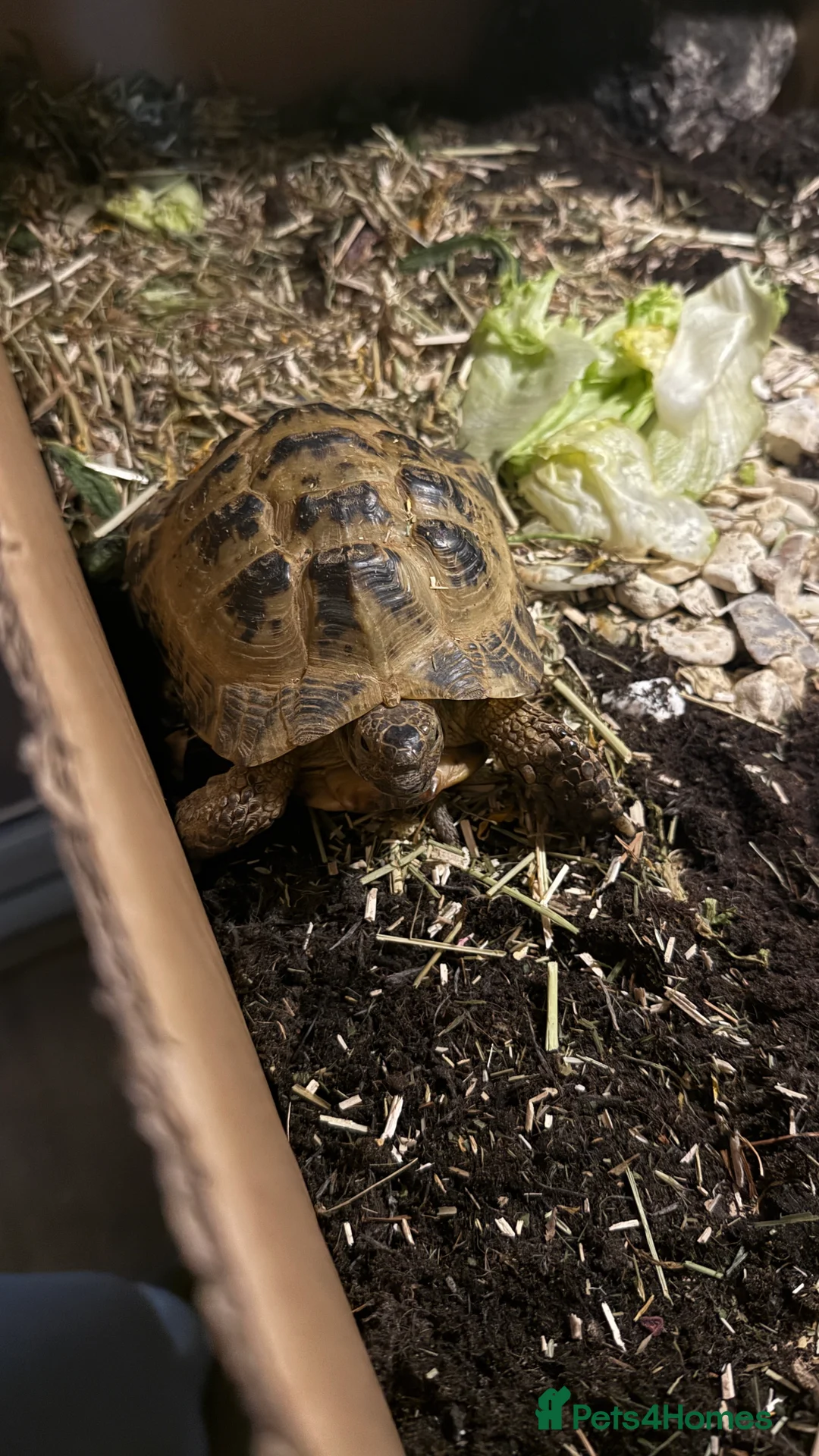 Tortoise reptiles for sale: Charlie HorseField Tortoise - Advert 1