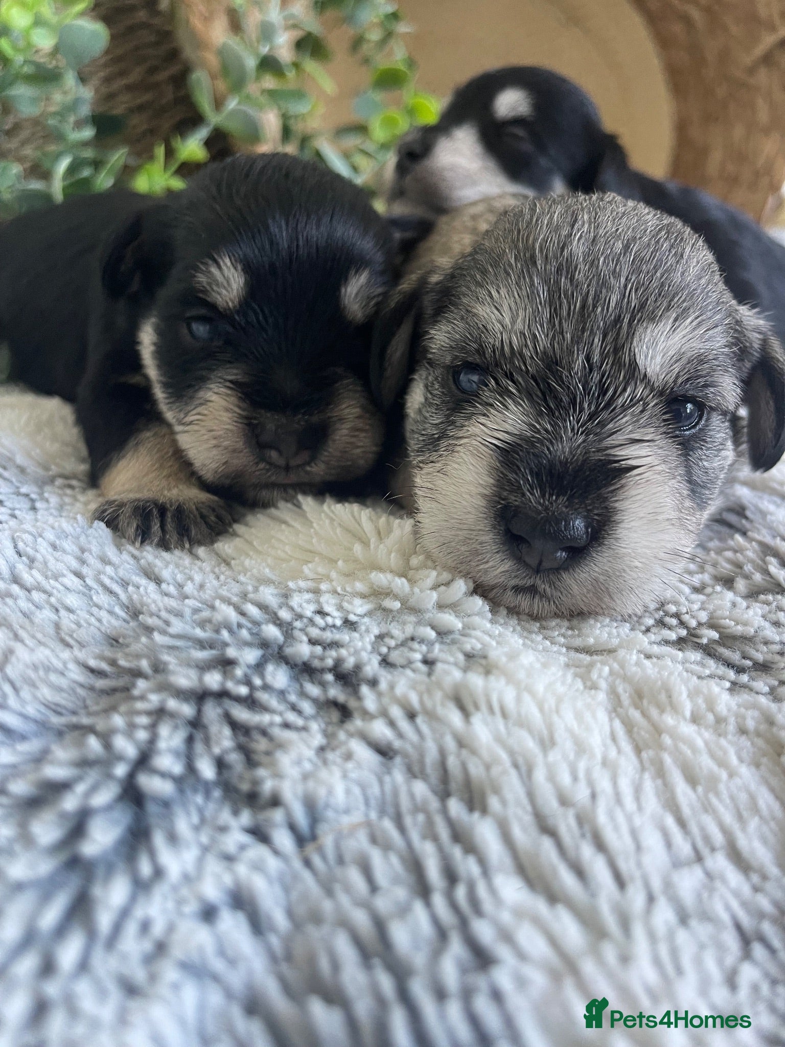 Miniature Schnauzer dogs THERAPY RAISED MINIATURE SCHNAUZERS - Advert 2