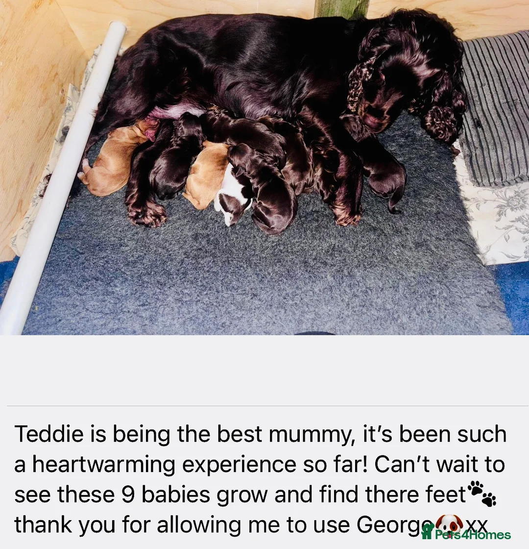Cocker Spaniel dogs for stud: George - Professional Stud Service  in Eastleigh - Advert 14