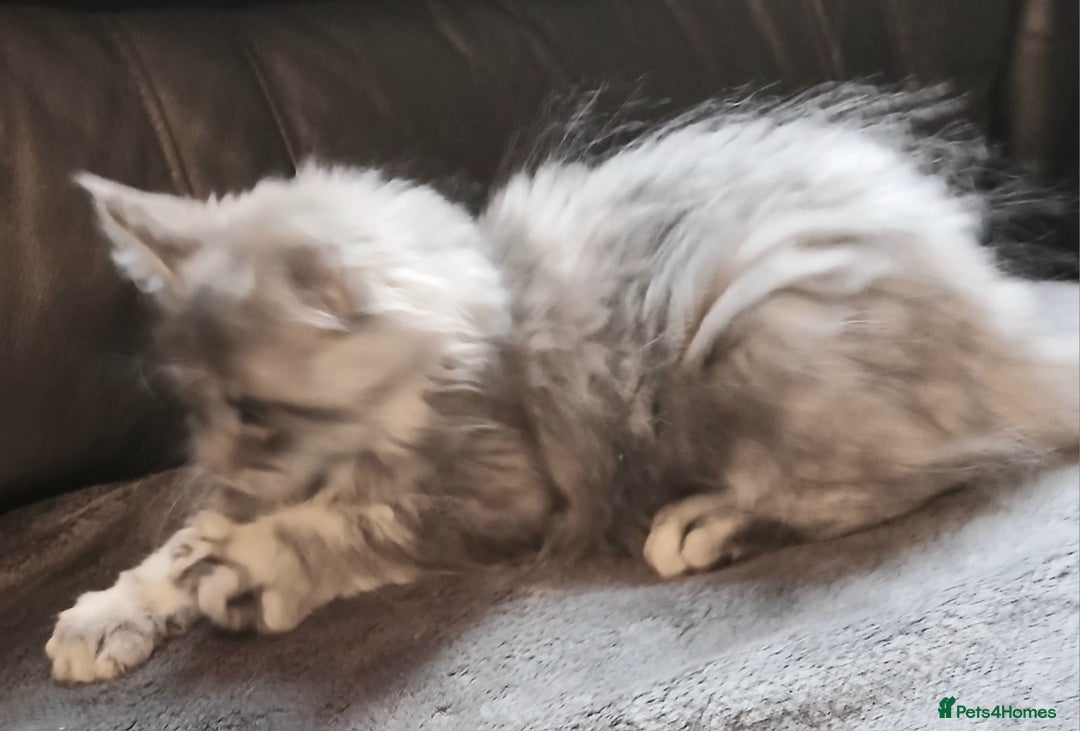 Maine Coon cats for sale: Beautiful TICA reg girl READY NOW! - Advert 6