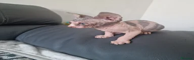 Sphynx 4