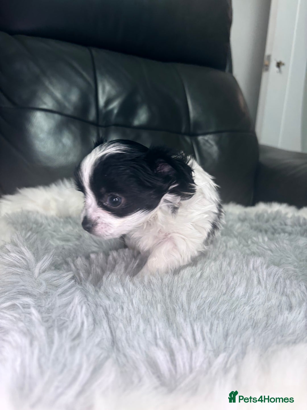Chihuahua dogs for sale: Stunning tiny Chihuahua puppy’s male female  - Advert 17