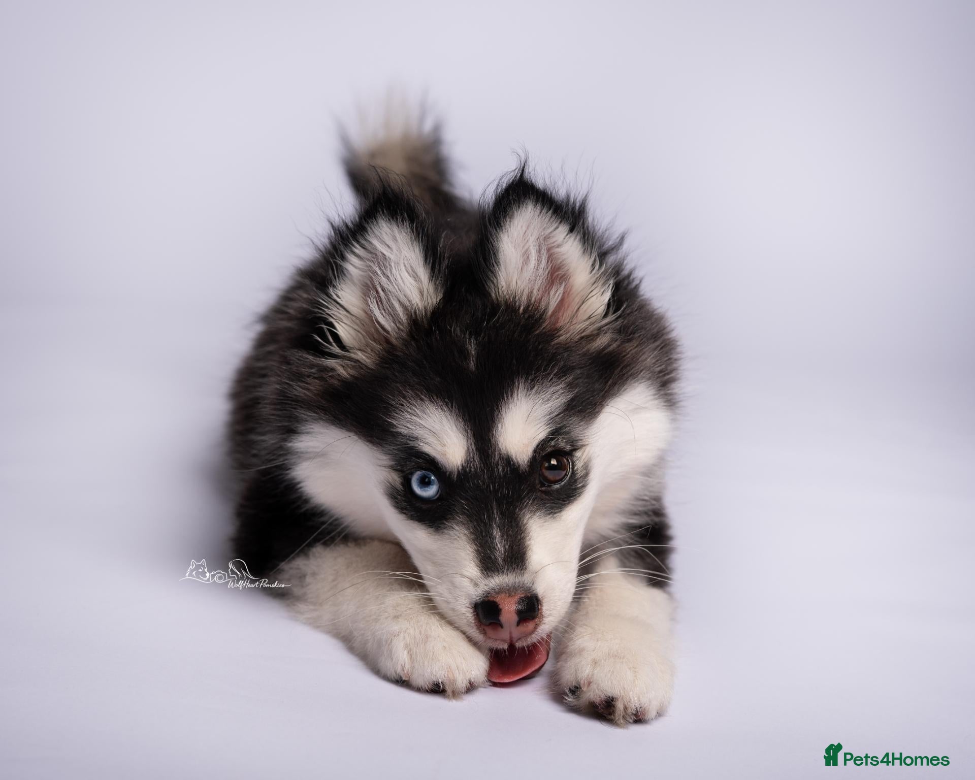 Pomsky dogs 3.5mnth old Ivy is looking for her special someone - Advert 2