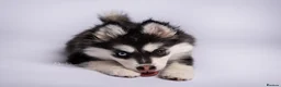 Pomsky dogs for sale: 3.5mnth old Ivy is looking for her special someone - Advert 1