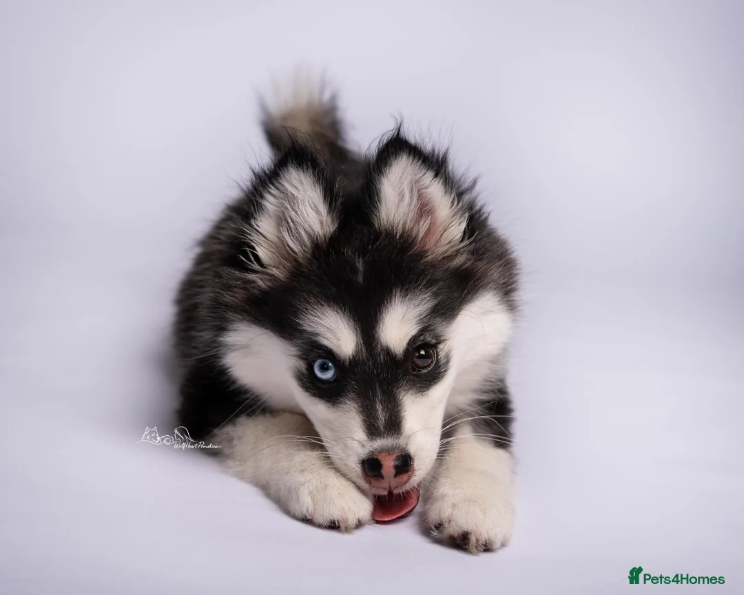Pomsky dogs for sale: 3.5mnth old Ivy is looking for her special someone - Advert 1