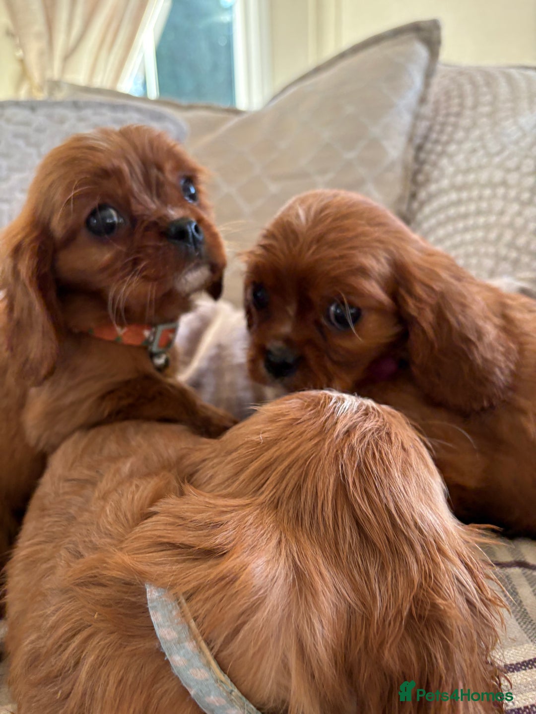 Cavalier King Charles Spaniel dogs for sale: Cavalier King Charles pups  - Advert 22