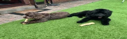 Cockapoo dogs for sale: Two adorable girl toy cockapoos - Advert 8