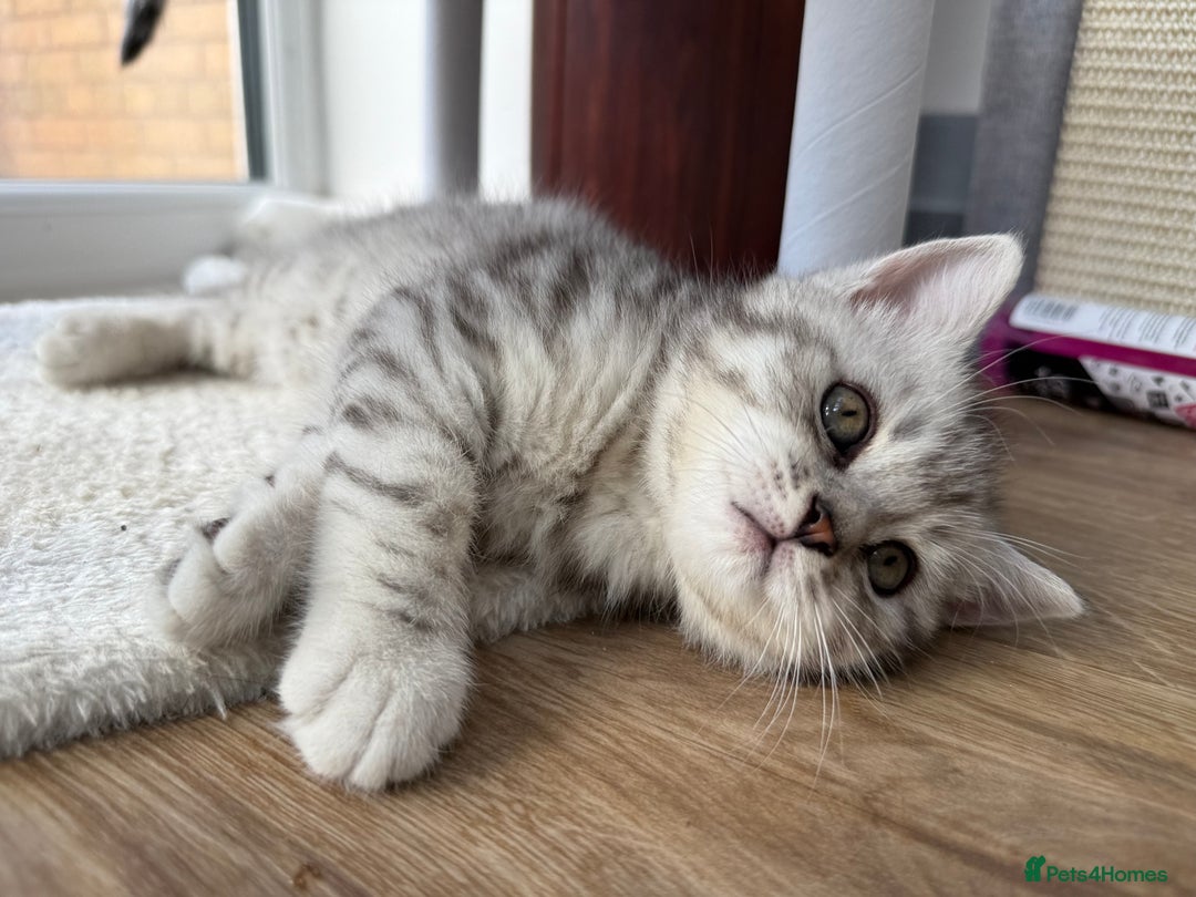 British Shorthair cats for sale: Stunning BSH chinchilla kittens 15 weeks old  - Image 5