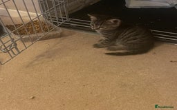 Mixed Breed cats for sale: 5 Kitties  - Image 9