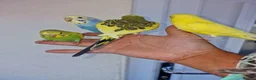 Budgerigars birds for sale: Super silly hand tamed baby budgies  - Advert 10