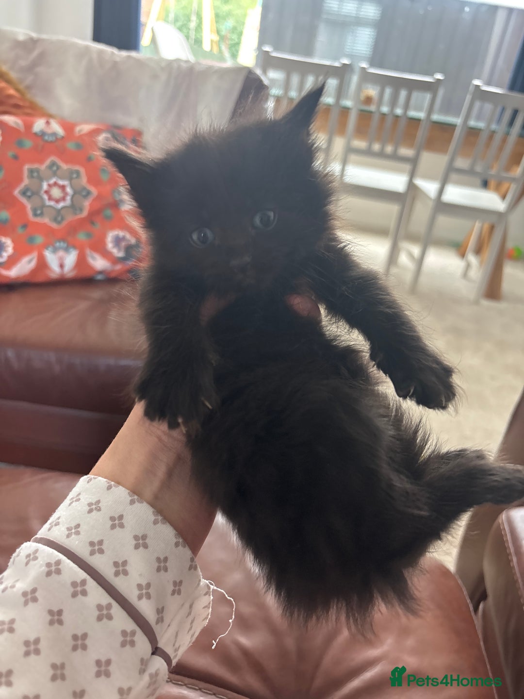 Maine Coon cats for sale: Half main coon kittens  - Image 31