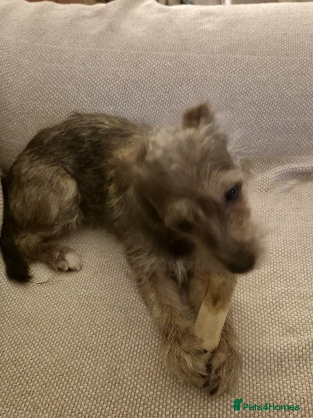 Mixed Breed dogs for sale: Penny - Advert 3